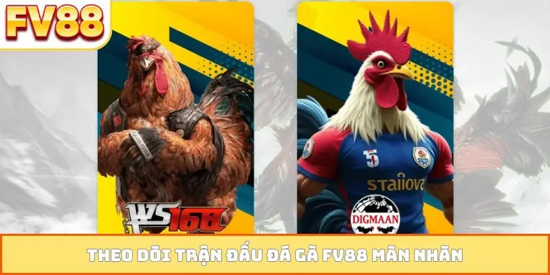 Theo dõi trận đấu đá gà FV88 mãn nhãn